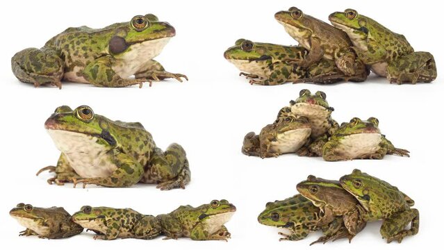 toad frog isolated on white background set