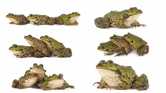 toad frog isolated on white background set