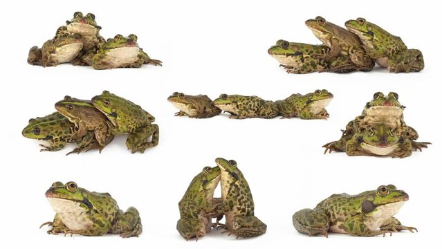 toad frog isolated on white background set