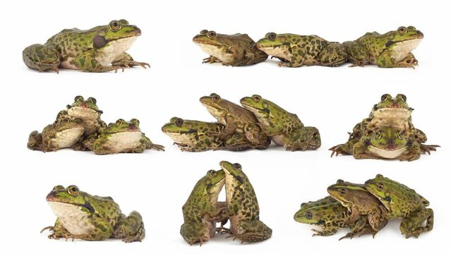 toad frog isolated on white background set