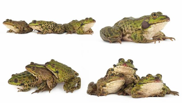 toad frog isolated on white background set