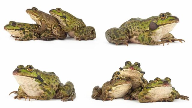 toad frog isolated on white background set