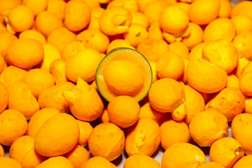 Ripe Pequi fruit (Caryocar brasiliense), wild fruits typical of the Brazilian cerrado biome.