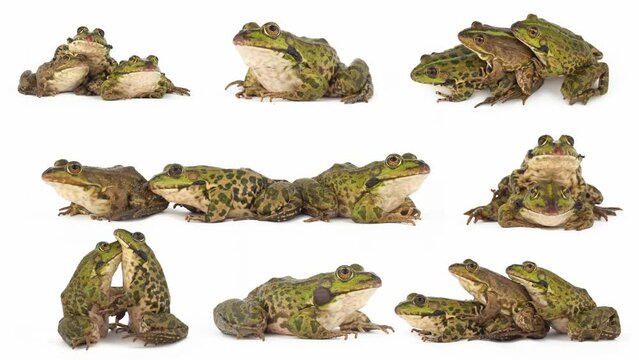 toad frog isolated on white background set