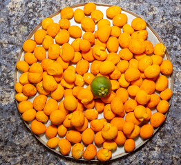 Ripe Pequi fruit (Caryocar brasiliense), wild fruits typical of the Brazilian cerrado biome.