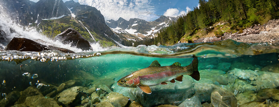 Close-up of a fish trout goes to spawn in a mountain river, underwater view.