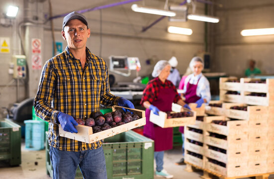European man standing in sorting room with wooden box full of plums. Women stacking boxes in background.