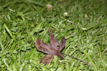 dry fallen leaf on green lawn. green and brown leaves. details of nature. colors of nature.