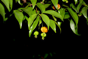 leaves in the night. leaves on a tree. pitanga among the green leaves on the black background. fruits growing on the tree.