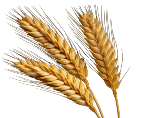 Two ears of wheat, cut out - stock png.	