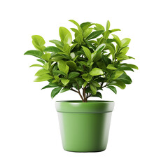 Bright green plant in a stylish green pot, cut out - stock png.	