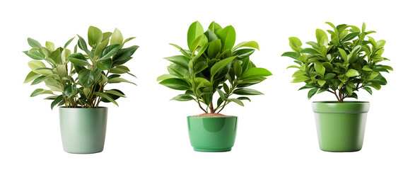 Set of bright green plant in a stylish green pot on a transparent background