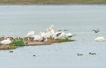 White Pelicans Preening on a Estuary Shore