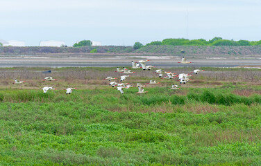 Fototapeta na wymiar A Flock of White Ibis in Flight