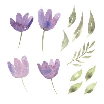 Watercolor floral set. Delicate purple floral arrangement with flowers and green leaves. Isolated hand painted design. Botanical illustration for wedding design, greeting cards, March 8, for logos