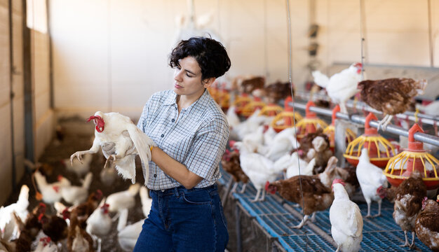 young Latin woman farmer worker in gloves taking care of chicken during work in henhouse, indoors