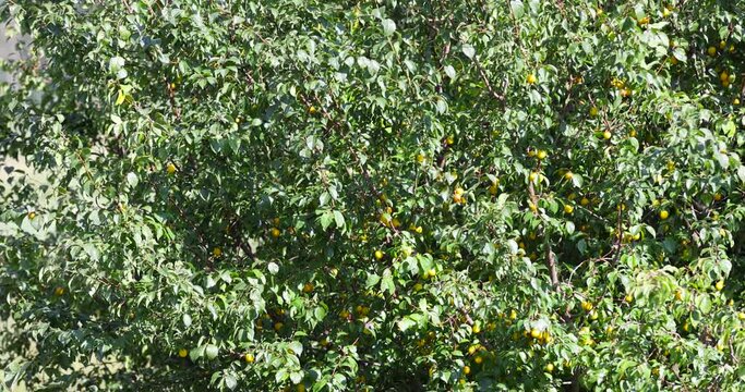 ripe harvest of large cherry plum in the summer, cherry plum trees with ripening berries