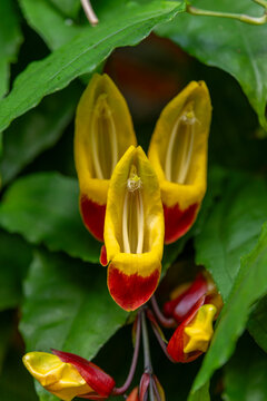 Close up of the interesting dark red and yellow flowerof Brick and Butter Vine, Mysore Trumpet Vine or Lady's Slipper Vine scientific name Thunbergia mysorensis in Kauai, Hawaii, United States.
