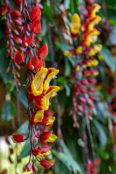 The interesting dark red and yellow flowerof Brick and Butter Vine, Mysore Trumpet Vine or Lady's Slipper Vine scientific name Thunbergia mysorensis in Kauai, Hawaii, United States.
