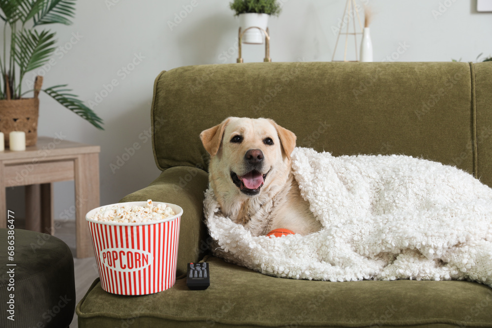 Canvas Prints Cute Labrador dog with popcorn bucket and TV remote lying on sofa in living room