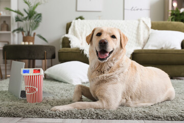 Cute Labrador dog with bucket of popcorn, laptop and 3D cinema glasses lying on carpet in living room