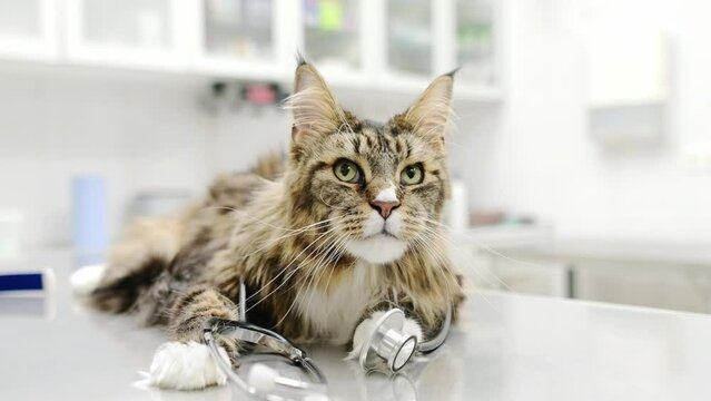 Portrait of cute Maine Coon cat with a stethoscope in image of a veterinarian during visit to veterinary hospital. This pet is symbol of vet clinic. Kindness and humane treatment of animals as ethics