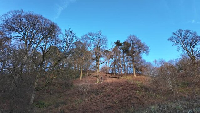 Panning motion over a small copse of trees on a hill with bracken covered ground lit by a low autumnal sun. A bright blue sky with streaks of white clouds.