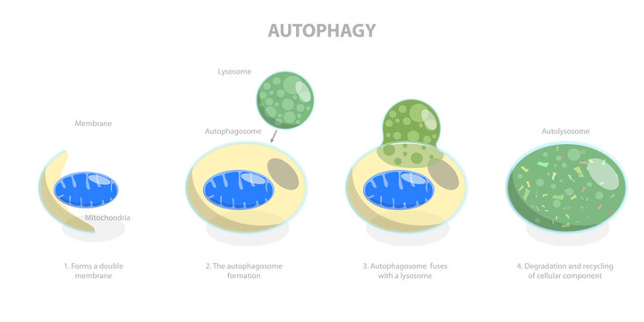 3D Isometric Flat  Illustration of Autophagy, Diagram of the Process