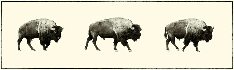 three bison walking, grand teton national park - obrazy, fototapety, plakaty