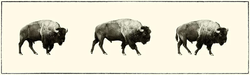 Poster three bison walking, grand teton national park © cascoly2