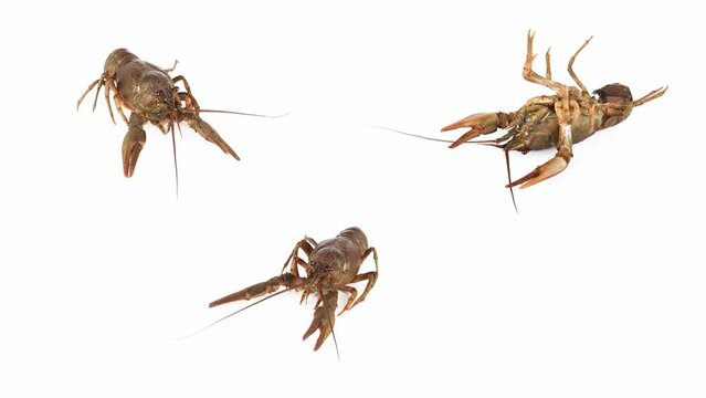 lobster crab on white background isolated set