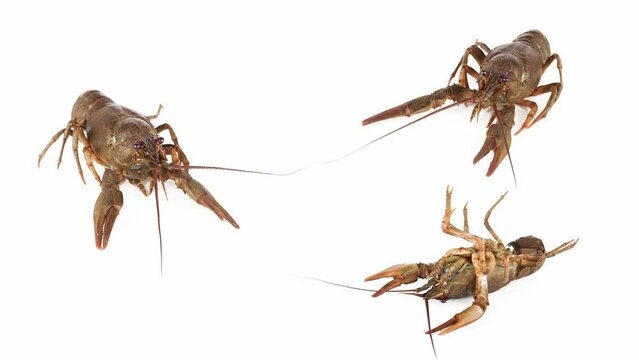 lobster crab on white background isolated set