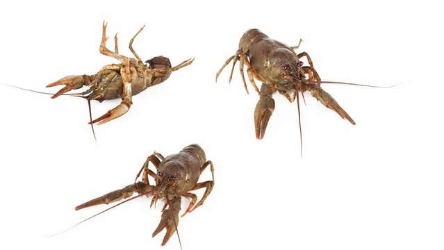 lobster crab on white background isolated set