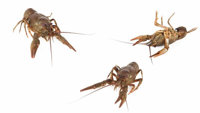 lobster crab on white background isolated set