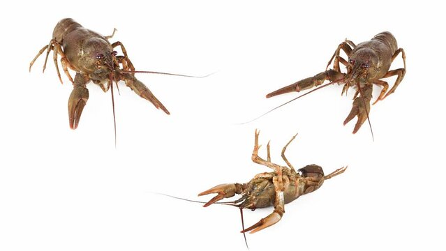 lobster crab on white background isolated set