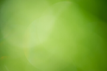 Green blurred defocus light background. Bokeh, blurred plants, green leaves.
