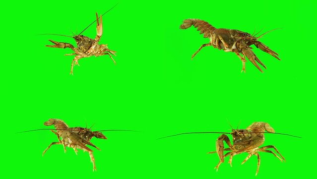 lobster crab on green background isolated set