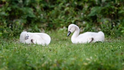 Naklejka premium Two young swans (Cygnus albus) in nature on green meadow and plants