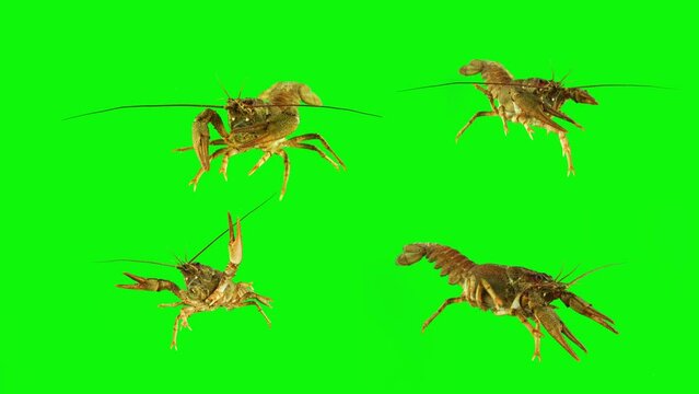 lobster crab on green background isolated set