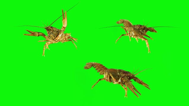 lobster crab on green background isolated set