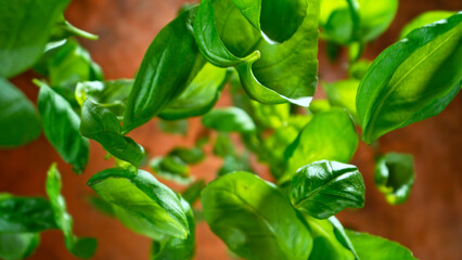 Freeze motion of falling and rotating fresh basil leaves, macro