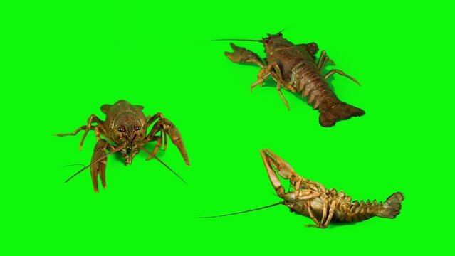 lobster crab on green background isolated set