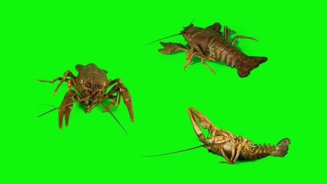 lobster crab on green background isolated set