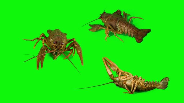 lobster crab on green background isolated set