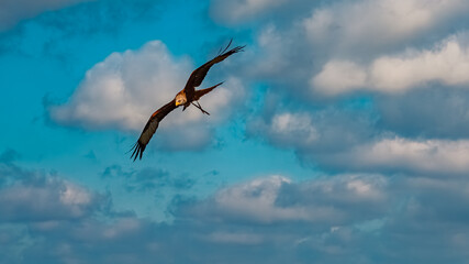 Milvus migrans, black kite, in flight on a sunny summer day