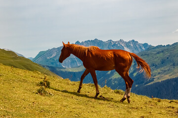 Equus caballus, horse, in summer on an alpine pasture near Mount Kreuzjoch, Schruns, Bludenz,...