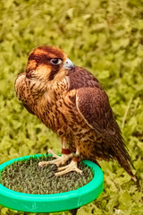 Falco peregrinus, peregrine falcon, standing in the grass on a sunny summer day