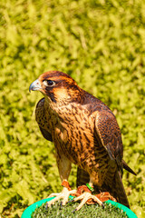 Falco peregrinus, peregrine falcon, standing in the grass on a sunny summer day