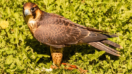 Falco peregrinus, peregrine falcon, standing in the grass on a sunny summer day