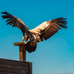 Gyps himalayensis, himalayan vulture, with a wooden platform on a sunny summer day